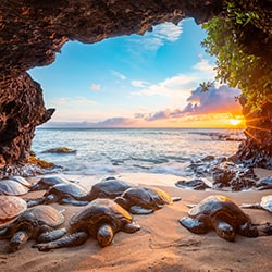 Hidden Oasis-Leighton Lum-silver-wildlife-11464