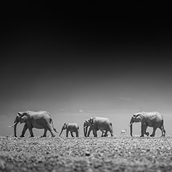 Elephants, Amboseli, Kenya-Paolo Ameli-bronze-wildlife-11171