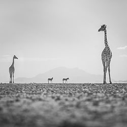 Giraffe, Amboseli, Kenya-Paolo Ameli-bronze-wildlife-11172