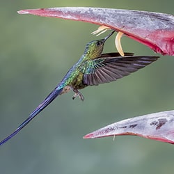 Sylphe à queue violette colibri-Arun Mohanraj-argent-faune-11444