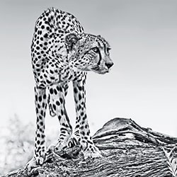 Desde un punto de vista estratégico-Arun Mohanraj-finalist-wildlife-11337