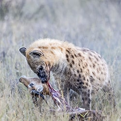 Hyena with impala kill-Arun Mohanraj-finalist-wildlife-11339