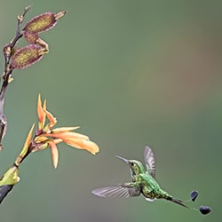 Colibrì coda di racchetta-Arun Mohanraj-argento-wildlife-11446