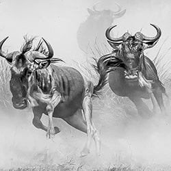 Run-Arun Mohanraj-silver-wildlife-11447
