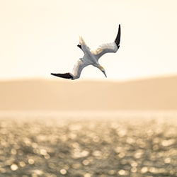 Northern Gannet on a beautiful evening-Alexander Brackx-finalist-wildlife-11319