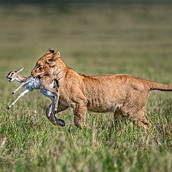 Lion cub with gazelle-Xavier Ortega-finalist-wildlife-11300
