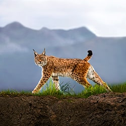 Walking Lynx-Xavier Ortega-bronze-wildlife-11177