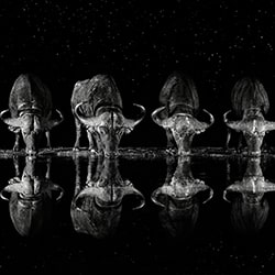 Buffalo drinking at night-Xavier Ortega-gold-wildlife-11415