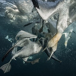 Gannets fighting for mackerel-Arun Mohanraj-bronze-wildlife-11205