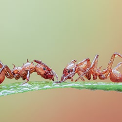 Leaf cutting ants-Arun Mohanraj-bronze-wildlife-11207