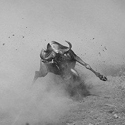 Wildebeest on Action-Khair Mohamed-silver-wildlife-14529
