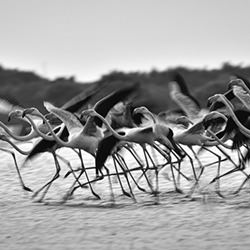 Slow Take off-Yuganthan Nallusamy-finalist-wildlife-14406
