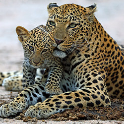 Mother and Child-Anthony Goldman-finalist-wildlife-14407