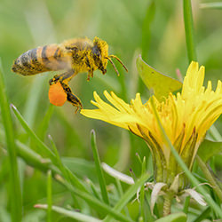 Pollination Station-Lauren Connolly-finalist-wildlife-14457