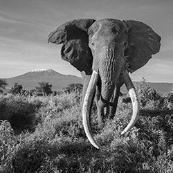 The last giants of Africa-Valentin Lavis-bronze-wildlife-14379
