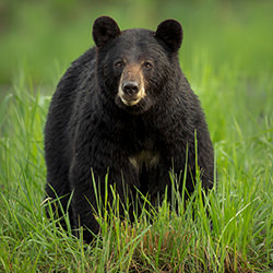 Face to Face-Dave Shaffer-finalist-wildlife-14491