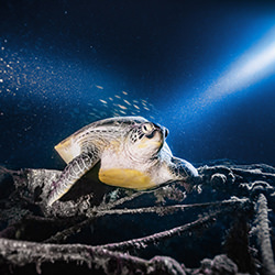 The King of the stage-Wax Leung-finalist-wildlife-14395