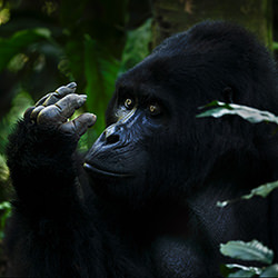 My Hand-Luis Alberto Martinez-bronze-wildlife-14381