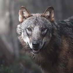 Urban Wolf-Mika Takanen-finalist-wildlife-14426