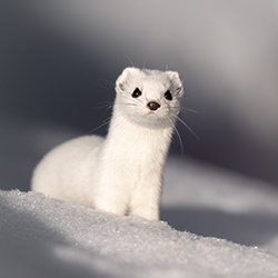 Urban Least weasel-Mika Takanen-finalist-wildlife-14427
