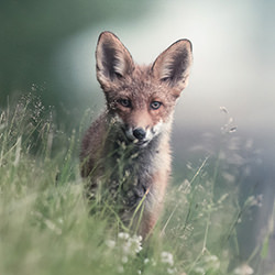 Urban fox cub-Mika Takanen-bronze-wildlife-14299