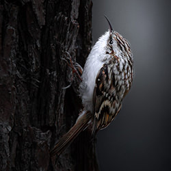 Eurasian Treecreeper Bird Scaling Dark Tree Bark-Algirdas Sinkevicius-finalist-wildlife-17120