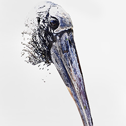 Wood Stork-Alma Menendez Rodriguez-bronze-wildlife-17046