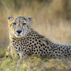 Cheetah-Jeff Grabert-bronze-wildlife-17047