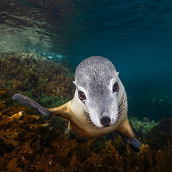 Sea Puppy Gaze-Remuna Beca-silver-wildlife-17182