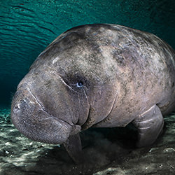 Curious Baby Manatee-Remuna Beca-silver-wildlife-17185