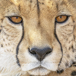 Cheetah face-Jeff Grabert-finalist-wildlife-17124