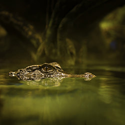 Gator, Eye to Eye-Don Harper-finalist-wildlife-17127