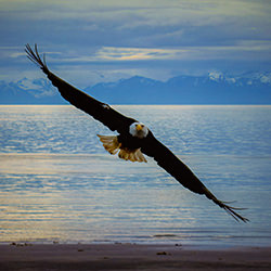 Bald Eagle Soaring over the coast of Alaska.-Fabricio Peixoto Da Silva Mello-bronze-wildlife-17052