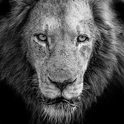 Lion Face-Jeff Grabert-finalist-wildlife-17125