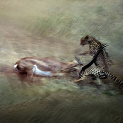 Cheetah-Stan Plappert-finalist-wildlife-17128