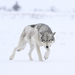 OPAYASTIN-Dorota Senechal-finalist-wildlife-17081