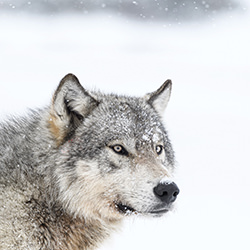 WAKONDA-Dorota Senechal-finalist-wildlife-17082