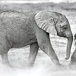Follow the Leader-Jeff Grabert-silver-wildlife-17198
