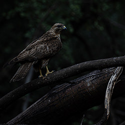 Be kind with your beak-Lodovico Colli Di Felizzano-finalist-wildlife-17129