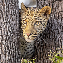 Peeking Leopard-Jeff Grabert-bronze-wildlife-17049