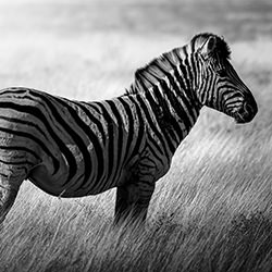 Etoshan Nomad-Tomoaki Katsuba-finalist-wildlife-17103