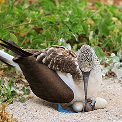 Bluefooted Booby with Hatchling-David Thompson-finalist-wildlife-17131