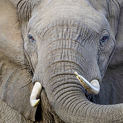 Face Full of Elephant-Jeff Grabert-finalist-wildlife-17126