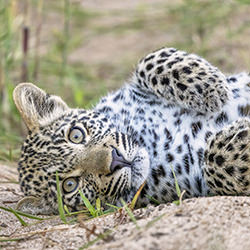 Baby Leopard-Jeff Grabert-bronze-wildlife-17050