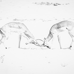 Fighting for dominance-Johan Willems-finalist-wildlife-17102