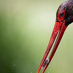 Black Stork and his catch-Alex Brackx-bronze-wildlife-17000