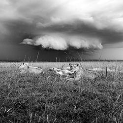 The storm is coming-Alex Brackx-finalist-wildlife-17093