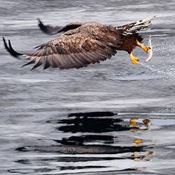 Catch of the day-Hidekazu Nagai-finalist-wildlife-17130