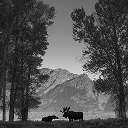 Romance in the Cottonwoods-Michael Paul Mihaljevich-bronze-wildlife-17040
