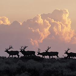 On the Move-Michael Paul Mihaljevich-finalist-wildlife-17113